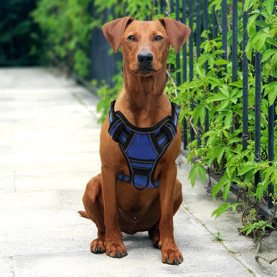 dog harness with handle