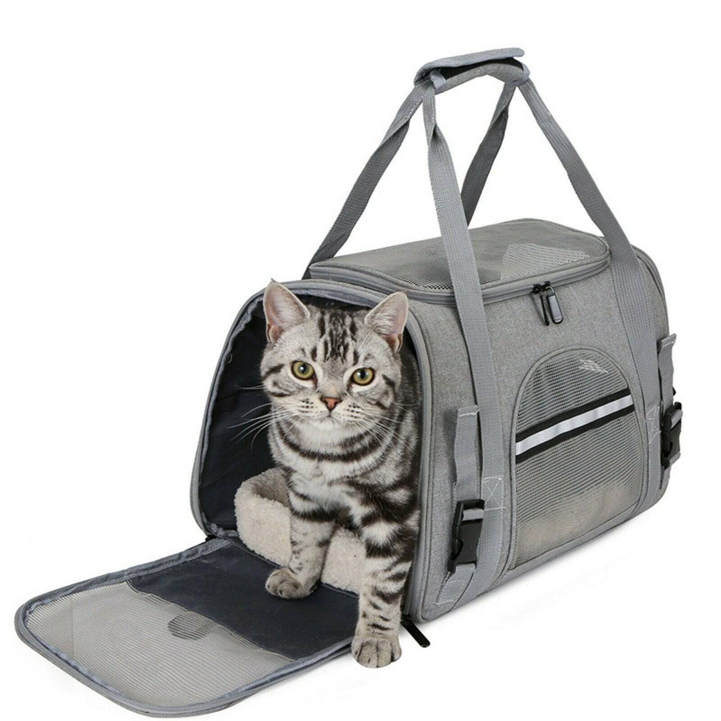 cat carrier